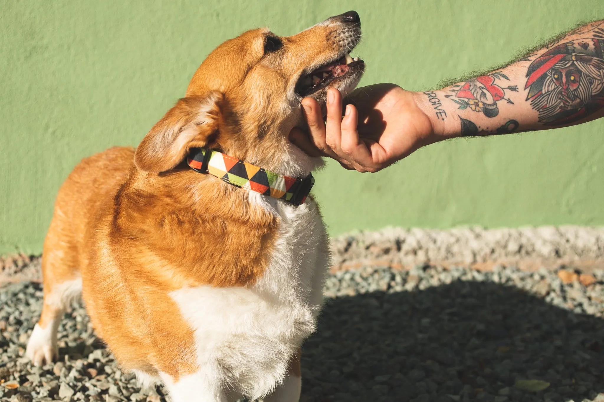 Bee Dog Collar- Quick Released , Durable and Strong Dog Collar for Small , Medium & Large Dogs