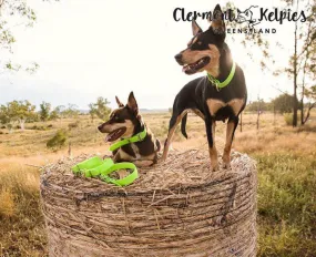 Dog Collar PVC 32mm x 70cm - Fluro Green