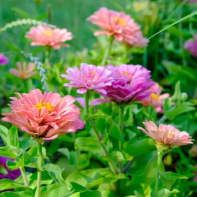 Zinnia Seeds - Art Deco Mix